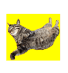 This is our Cat（個別スタンプ：13）