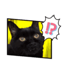 This is our Cat（個別スタンプ：14）