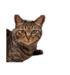 This is our Cat（個別スタンプ：15）