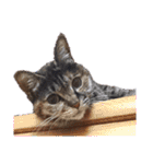 This is our Cat（個別スタンプ：16）