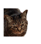 This is our Cat（個別スタンプ：17）
