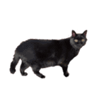 This is our Cat（個別スタンプ：18）