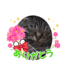 This is our Cat（個別スタンプ：19）