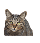 This is our Cat（個別スタンプ：21）