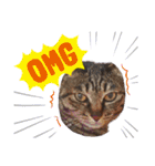 This is our Cat（個別スタンプ：22）