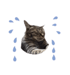 This is our Cat（個別スタンプ：24）