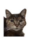 This is our Cat（個別スタンプ：25）