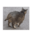 This is our Cat（個別スタンプ：26）
