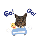 This is our Cat（個別スタンプ：28）