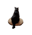 This is our Cat（個別スタンプ：29）