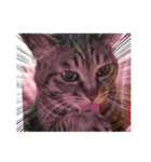 This is our Cat（個別スタンプ：30）