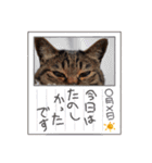 This is our Cat（個別スタンプ：34）
