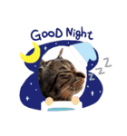 This is our Cat（個別スタンプ：35）