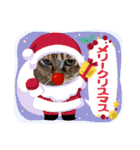 クリスマスお正月、にも真顔ねこ（個別スタンプ：3）