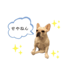 frenchie mugi #03（個別スタンプ：5）