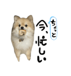 ぼく。うにたろう。Part3（個別スタンプ：13）