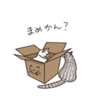 三河弁を話すかわいい猫たち vol.2（個別スタンプ：24）