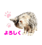濡れ三毛猫ハリーさんの仲間たち デカ文字（個別スタンプ：1）