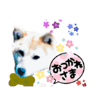 濡れ三毛猫ハリーさんの仲間たち デカ文字（個別スタンプ：2）
