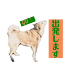 濡れ三毛猫ハリーさんの仲間たち デカ文字（個別スタンプ：3）