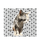 濡れ三毛猫ハリーさんの仲間たち デカ文字（個別スタンプ：4）