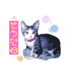 濡れ三毛猫ハリーさんの仲間たち デカ文字（個別スタンプ：5）
