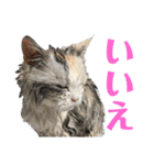 濡れ三毛猫ハリーさんの仲間たち デカ文字（個別スタンプ：6）
