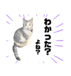 濡れ三毛猫ハリーさんの仲間たち デカ文字（個別スタンプ：7）