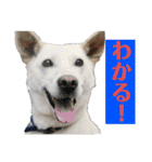 濡れ三毛猫ハリーさんの仲間たち デカ文字（個別スタンプ：8）
