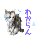 濡れ三毛猫ハリーさんの仲間たち デカ文字（個別スタンプ：9）