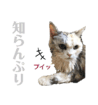 濡れ三毛猫ハリーさんの仲間たち デカ文字（個別スタンプ：11）