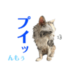 濡れ三毛猫ハリーさんの仲間たち デカ文字（個別スタンプ：12）