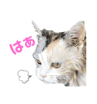 濡れ三毛猫ハリーさんの仲間たち デカ文字（個別スタンプ：14）