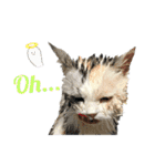 濡れ三毛猫ハリーさんの仲間たち デカ文字（個別スタンプ：15）