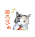 濡れ三毛猫ハリーさんの仲間たち デカ文字（個別スタンプ：18）
