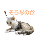 濡れ三毛猫ハリーさんの仲間たち デカ文字（個別スタンプ：19）