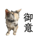濡れ三毛猫ハリーさんの仲間たち デカ文字（個別スタンプ：20）