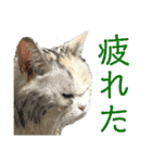 濡れ三毛猫ハリーさんの仲間たち デカ文字（個別スタンプ：21）