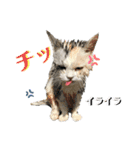 濡れ三毛猫ハリーさんの仲間たち デカ文字（個別スタンプ：22）