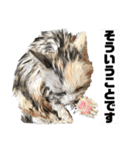 濡れ三毛猫ハリーさんの仲間たち デカ文字（個別スタンプ：25）