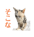 濡れ三毛猫ハリーさんの仲間たち デカ文字（個別スタンプ：26）