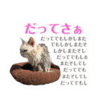 濡れ三毛猫ハリーさんの仲間たち デカ文字（個別スタンプ：27）