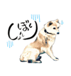 濡れ三毛猫ハリーさんの仲間たち デカ文字（個別スタンプ：28）