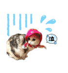 濡れ三毛猫ハリーさんの仲間たち デカ文字（個別スタンプ：29）