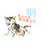濡れ三毛猫ハリーさんの仲間たち デカ文字（個別スタンプ：30）
