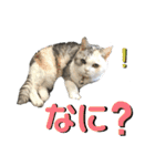 濡れ三毛猫ハリーさんの仲間たち デカ文字（個別スタンプ：31）