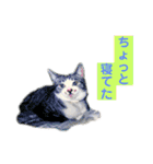 濡れ三毛猫ハリーさんの仲間たち デカ文字（個別スタンプ：32）