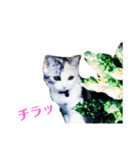 濡れ三毛猫ハリーさんの仲間たち デカ文字（個別スタンプ：34）