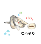 濡れ三毛猫ハリーさんの仲間たち デカ文字（個別スタンプ：36）
