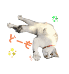 濡れ三毛猫ハリーさんの仲間たち デカ文字（個別スタンプ：37）